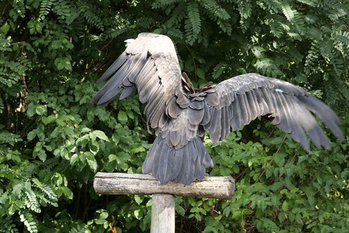 animal world  bird  vulture