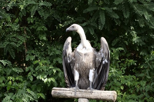 animal world  bird  vulture