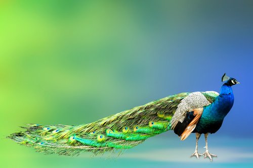 animal world  peacock  bird