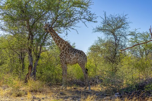 animal world  africa  safari