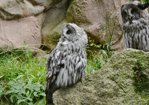 animal world  nature  bird of prey