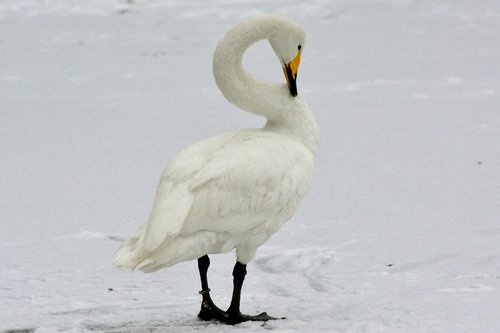 animal world  whooper swan  water bird