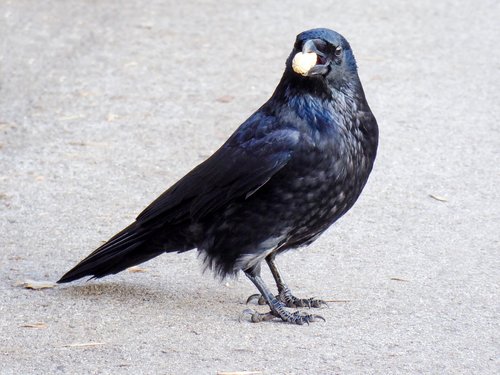 animal world  bird  raven