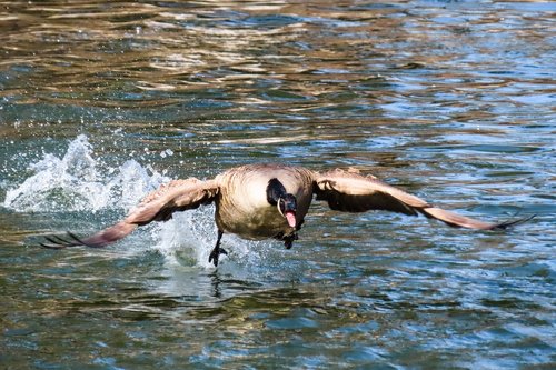 animal world  bird  goose