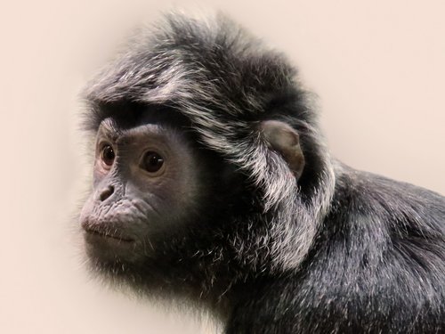 animal world  monkey  primate