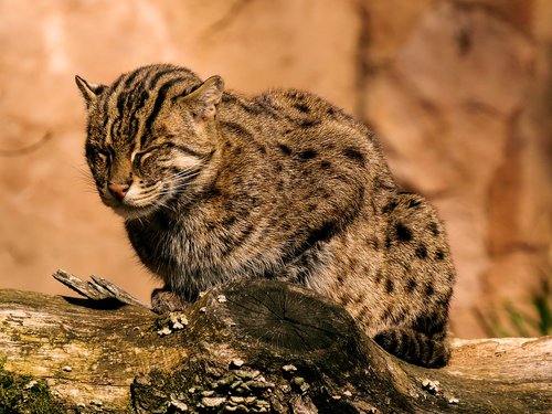 animal world  cat  fishing cat
