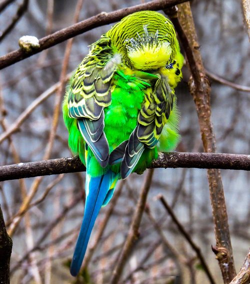 animal world  bird  parakeet
