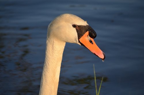 animal world  water bird  nature