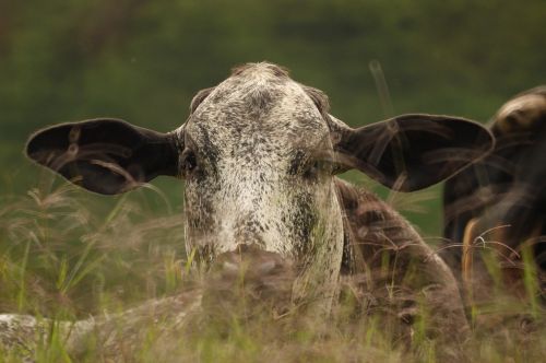 animalesel field nature