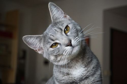 animalia cat portrait
