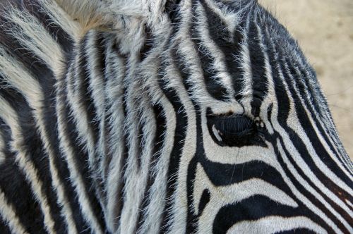 animals zebra stripes