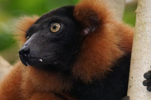 animals primate lemur
