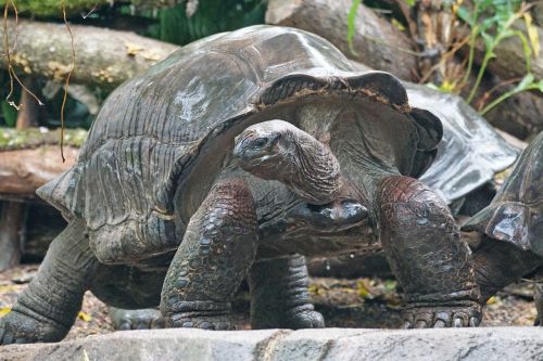 animals turtle aldabra giant tortoise