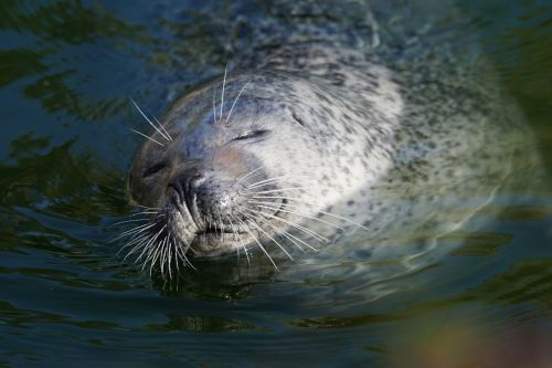 animals predator seal