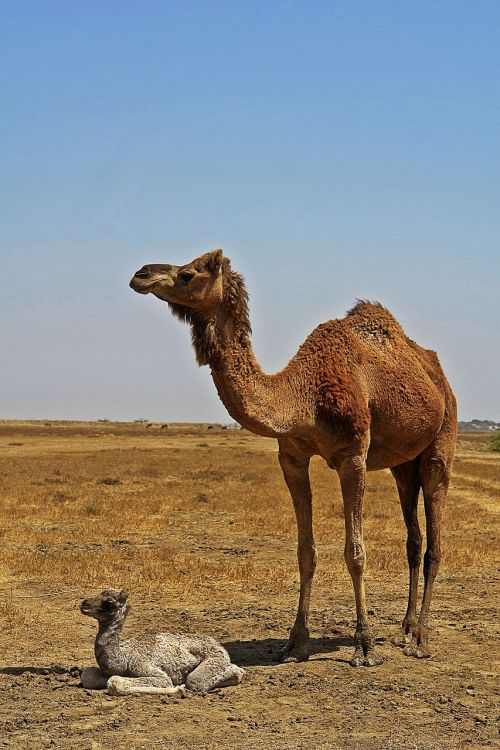 animals camel desert