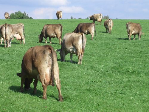 cows pasture graze