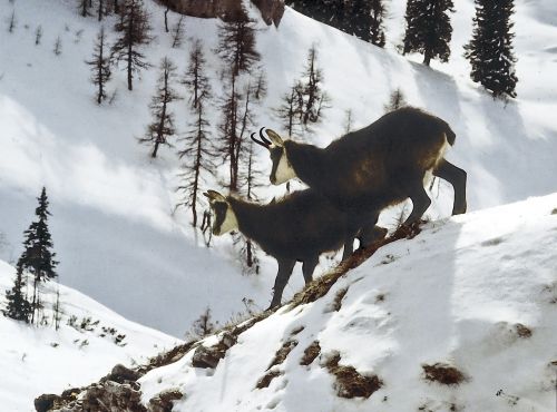 animals alpine animals chamois