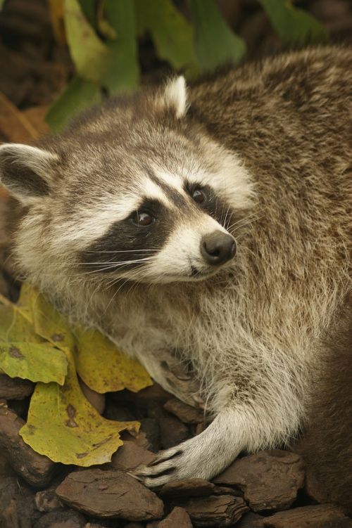 raccoon animals zoo