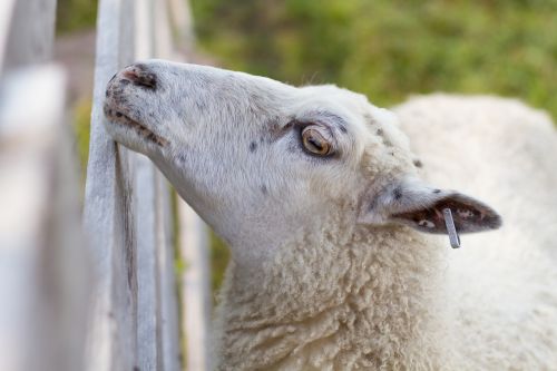 animals the sheep fence