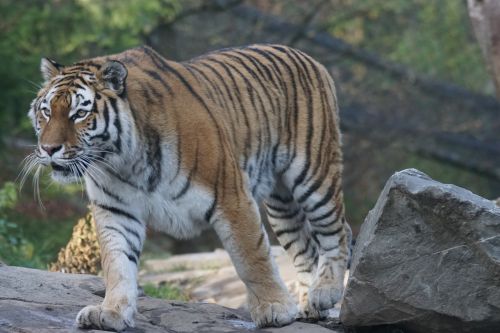 animals predator tiger