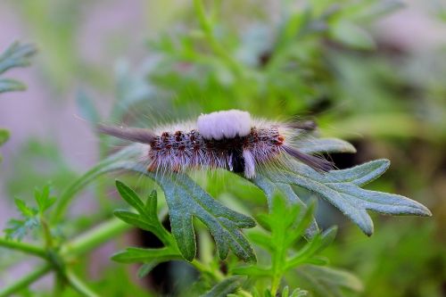 animals larva worm