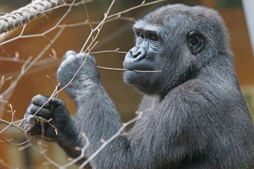 animals primate gorilla