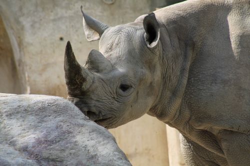 animals rhinoceros animal portrait