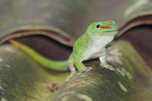 gecko reptile lizard