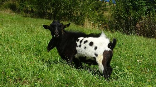 animals goat mountain goat