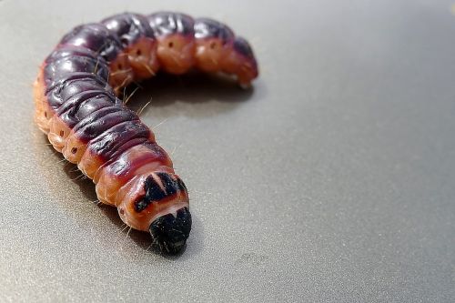 animals caterpillar butterfly