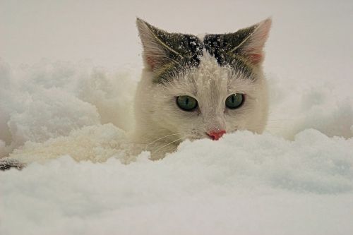 cat snow animals