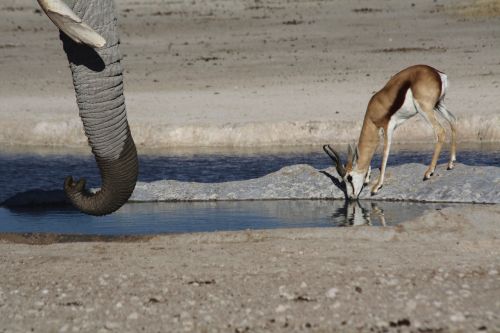 animals elephant antelope