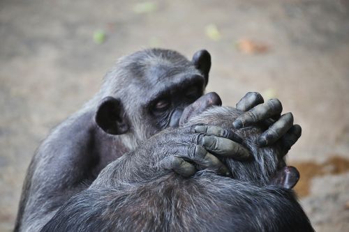 animals chimpanzee nature