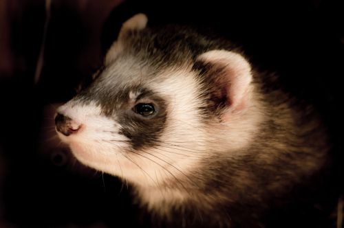 animals animal portrait ferret