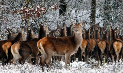 animals deer nature