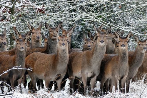 animals deer nature