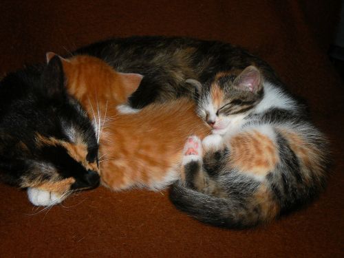 animals cats kittens