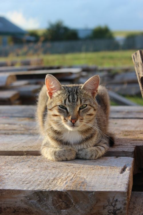 animals cat cat eyes