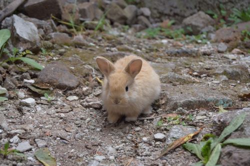 animals baby bunnies