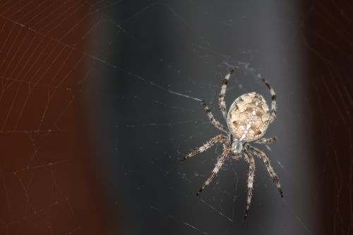 animals spider spider web