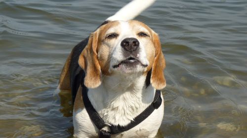 animals dog beagle