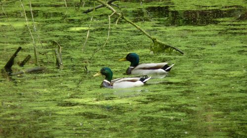 animals ducks water bird