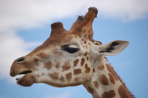 animals nature giraffe