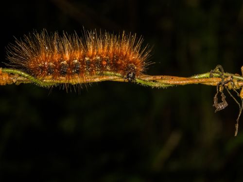 animals caterpillar animal world