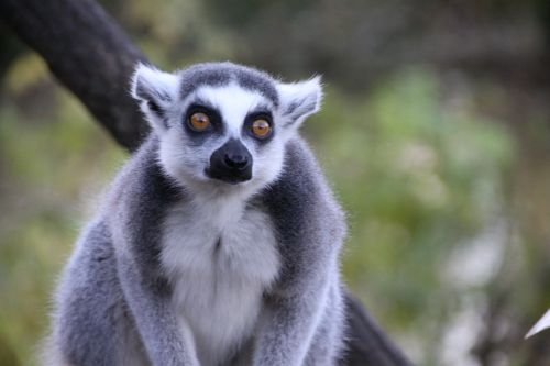 animals lemur hair