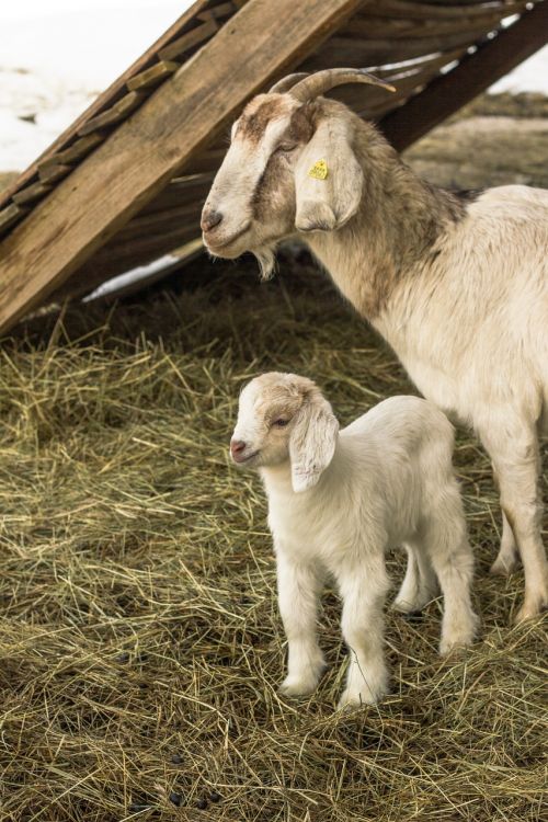 animals goat lambs