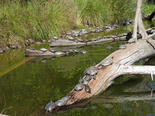 animals lake nature