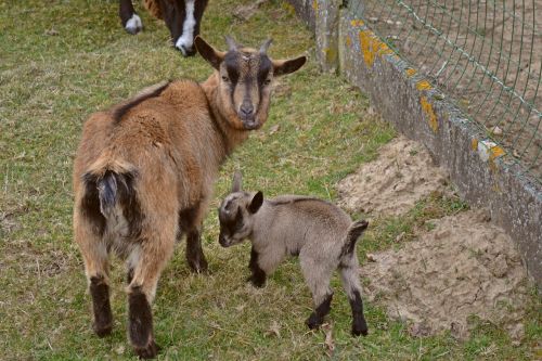 animals goats small kid