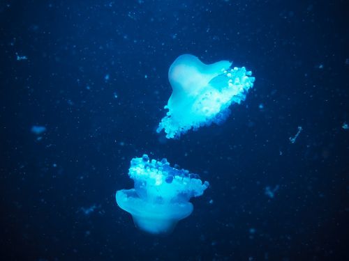 animals jellyfish sea animal