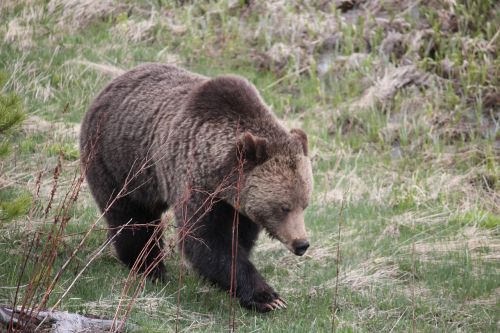 animals bear spring